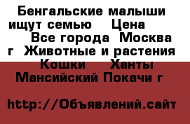 Бенгальские малыши ищут семью) › Цена ­ 5 500 - Все города, Москва г. Животные и растения » Кошки   . Ханты-Мансийский,Покачи г.